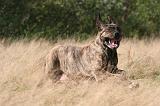 FILA BRASILEIRO 126